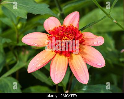Pink und Orange Mittelanemone blüht halbhartes Sommerbettwäsche Dahlia „Totally Tangerine“ Stockfoto