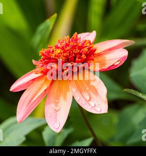 Pink und Orange Mittelanemone blüht halbhartes Sommerbettwäsche Dahlia „Totally Tangerine“ Stockfoto