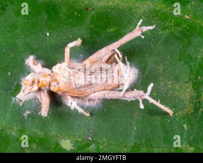 Cricket infiziert und getötet von einem Cordyceps Pilz. Im Regenwald, in der Provinz Orellana, Ecuador Stockfoto
