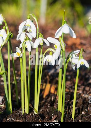 Ende Oktober Blüten der herbstblühenden Spezies Schneetropfen, Galanthus reginae-olgae Stockfoto