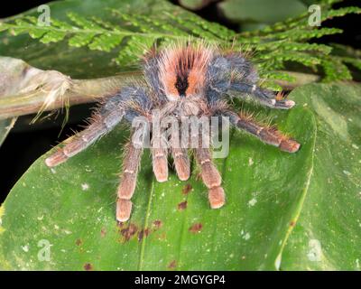 Eine große rosafarbene Tarantula (Avicularia sp.) Auf dem Blatt einer untergeschriebenen Pflanze im Regenwald, Ecuador. Stockfoto