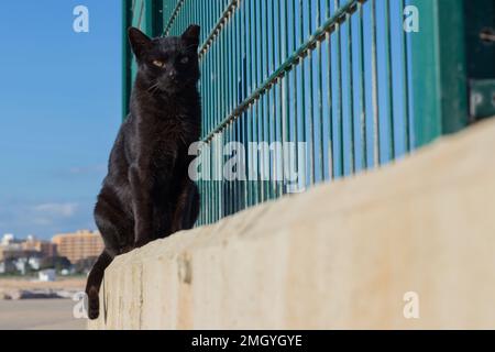 Schwarze Straßenkatze, die auf einer Betonplatte sitzt. Streunende Katze. Stockfoto