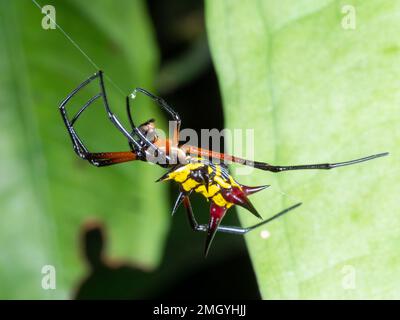 Spiny Orb Weaver (Micrathena sp.) Er dreht sein Netz. Sie ist auf einem einzigen Seidenstränge aufgehängt. In der Provinz Orellana, dem ecuadorianischen Amazonas. Stockfoto