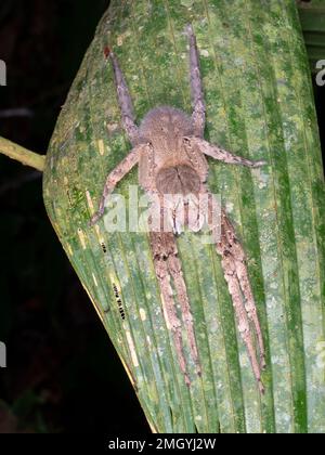 Die hochgiftige brasilianische Wanderspinne (Phoneutria fera) auf einem Palmenblatt im Regenwald, Provinz Orellana, Ecuador Stockfoto