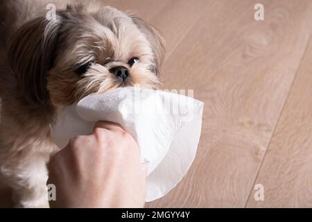 Foto Shih Tzu hält Klopapier in den Zähnen und ein Mann versucht, es zu Hause aufzuheben Stockfoto