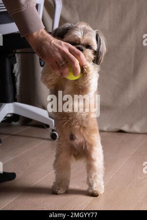 Fotomann und Shih Tzu-Hund haben Spaß beim Spielen mit einem Tennisball Stockfoto