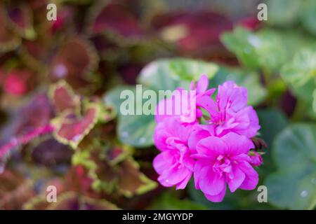 Die rosafarbene Blütenkopfblüte des Pelargoniums, auch bekannt als Pelargonium. Die Pflanze auf dem Foto ist eine der vielen Sorten von Pelargonium Stockfoto