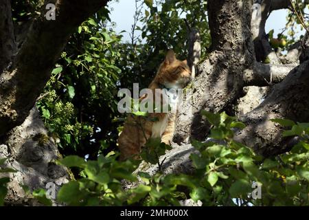 Ginger und White Tom Cat sitzen in Tree und genießen die Sonne im Garden Surrey England Stockfoto