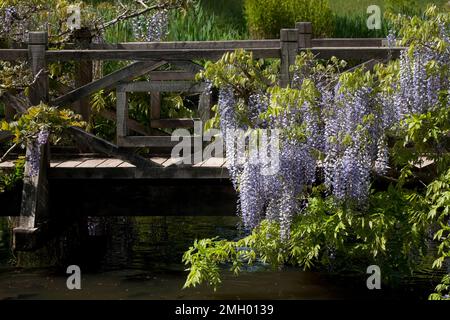 Wisteria wächst auf der Brücke im Frühling wisley surrey england Stockfoto