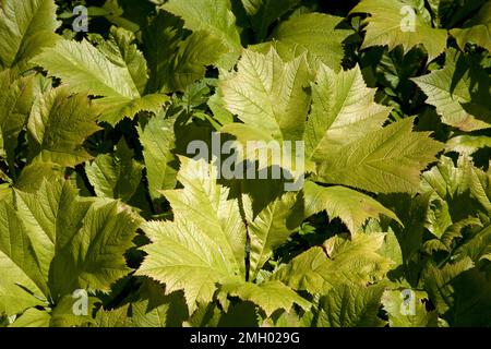 rodgers Bronzeblätter in wisley surrey england Stockfoto