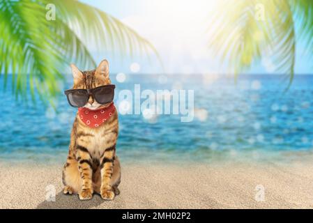 Eine Katze mit Sonnenbrille und ein Schal auf dem Hintergrund eines tropischen Meeres. Speicherplatz kopieren. Stockfoto