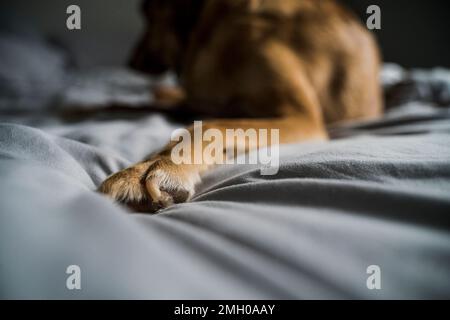 Nahaufnahme von Brown Hound Dog Paw on Gray Bed Stockfoto