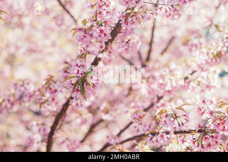 Voller Kirschblüten Stockfoto