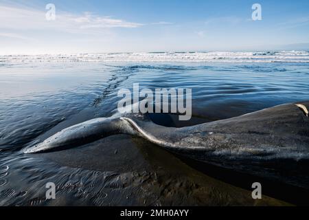 Blick auf den Schwanz eines großen Pottwals an der Küste Oregons Stockfoto
