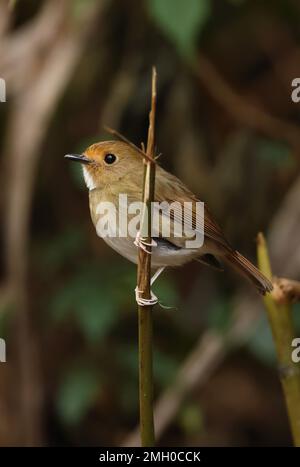 Rupus-braun-Flycatcher (Anthipes solitaris submoniliger), Erwachsener, hoch oben auf dem Zweig Da Lat, Vietnam. Dezember Stockfoto