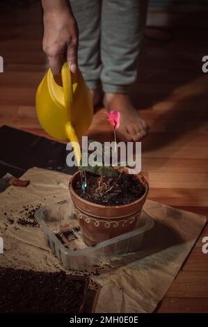 Bewässerung blühender Scharlachcyclamen im Tontopf Stockfoto