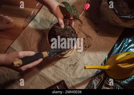 Cyclamen-Wurzeln im Boden, die bei der Transplantation aus dem Topf genommen werden Stockfoto