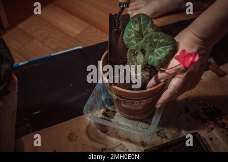 Die Transplantation von Scharlachcyclamen in frischen Boden im Frühjahr Stockfoto