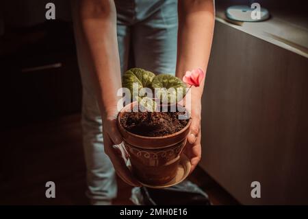 Die Transplantation von Scharlachcyclamen in frischen Boden im Frühjahr Stockfoto