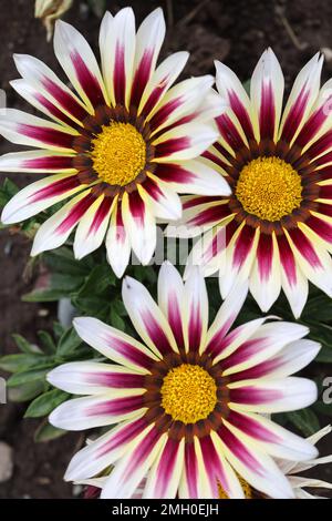 Bunte Blumen auf schwarzer Erde Stockfoto