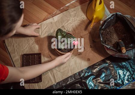 Die Transplantation von Scharlachcyclamen in frischen Boden im Frühjahr Stockfoto