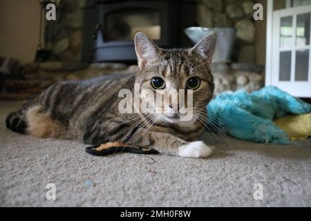 Die Katze liegt mit Spielzeug neben dem Kamin Stockfoto