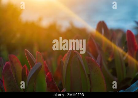 Mehrfarbige, saftige Carpobrotus chilensis-Blätter in den Sonnenstrahlen Stockfoto