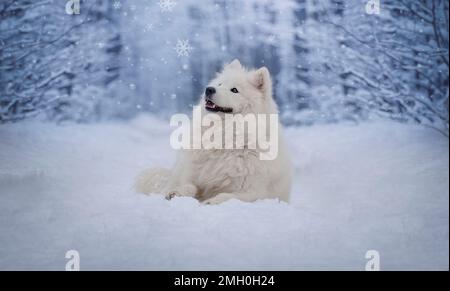 - Samoiniertes Weibchen. Ein Hund, der in einer verschneiten Landschaft liegt. Stockfoto