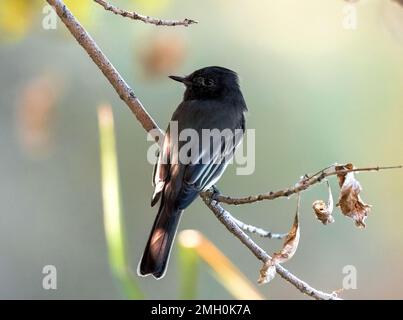 Ein Black Phoebe Fliegenfänger, hoch oben auf einem niedrig liegenden Ast in einem Uferlebensraum auf der Gilbert Water Ranch in Arizona. Stockfoto