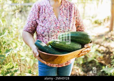 Eine unbekannte lateinische Bauernfrau, die ein Holztablett mit großen Zucchini aus ihrem Gemüsegarten hält. Stockfoto