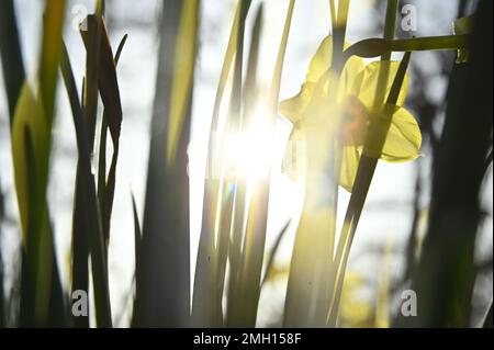 Goldenes Sonnenlicht scheint durch die Blüten einer lebendigen Narzisse und unterstreicht ihre Schönheit Stockfoto