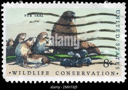 USA - CIRCA 1972: Ein in den USA gedruckter Stempel zeigt die Pelzrobben, Ausgabe zum Schutz der Tierwelt, ca. 1972 Stockfoto