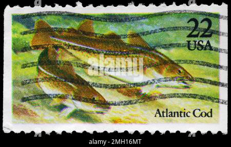 USA - CIRCA 1986: Ein in den USA gedruckter Stempel zeigt die Atlantic Cod, Fish Serie, circa 1986 Stockfoto