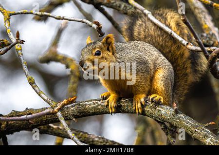 Fuchs-Eichhörnchen (Sciurus niger) in einem Baum Stockfoto
