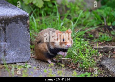 Europäischer Hamster / Eurasischer Hamster / Schwarzbauch-Hamster (Cricetus cricetus), der auf dem Wiener Zentralfriedhof in Österreich unter Gräbern forscht Stockfoto