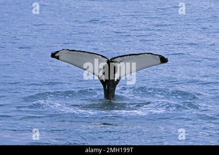 Buckelwal (Megaptera novaeangliae) hebt seine Schwanzflossen und taucht im Arktischen Ozean zur Fütterung, Spitsbergen / Svalbard Stockfoto