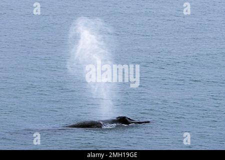 Blow through Blowhole of Surfacing Buckelwal (Megaptera novaeangliae) in der Arktis, Spitsbergen / Svalbard Stockfoto