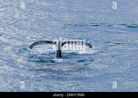 Buckelwal (Megaptera novaeangliae) hebt seine Schwanzflossen und taucht im Arktischen Ozean zur Fütterung, Spitsbergen / Svalbard Stockfoto