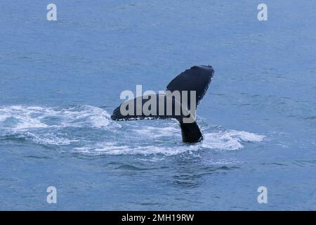 Buckelwal (Megaptera novaeangliae) hebt seine Schwanzflossen und taucht im Arktischen Ozean zur Fütterung, Spitsbergen / Svalbard Stockfoto