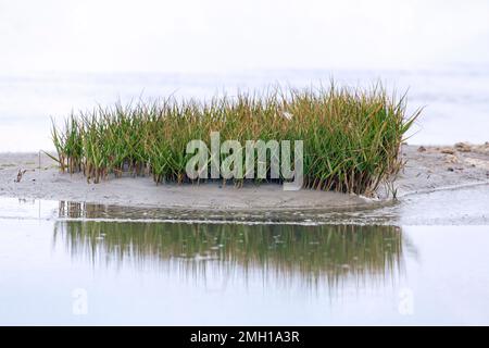 Gewöhnliches Cordgras/englisches Cordgras (Sporobolus anglicus/Spartina anglica), mehrjährige krautige Pflanze, die im Salzmarsch/Salzmarsch wächst Stockfoto