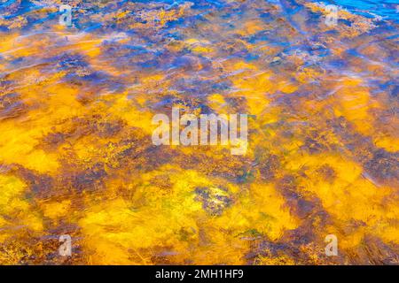 Steine, Korallen und Sargazo-Seegras in türkisgrünem und blauem Wasser am Strand in Playa del Carmen Quintana Roo Mexiko. Stockfoto