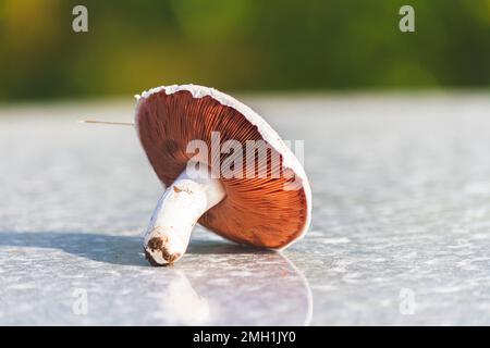 Pilze im grünen Gras im Morgengrauen. Pilze in hellen Sonnenstrahlen aus nächster Nähe. Stockfoto