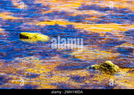 Steine, Korallen und Sargazo-Seegras in türkisgrünem und blauem Wasser am Strand in Playa del Carmen Quintana Roo Mexiko. Stockfoto