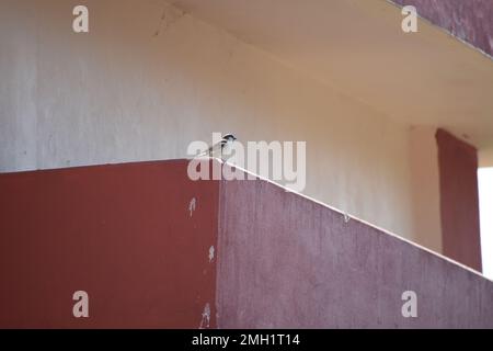 Ein Spatzenvogel, der an einer Wand sitzt. Stockfoto