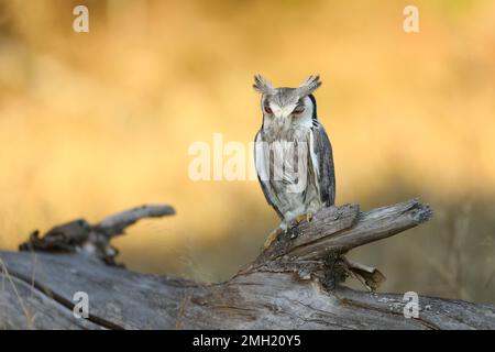 Nördliche weiße Eule, Ptilopsis-Leukotis, Eule im natürlichen Lebensraum, sitzt auf dem trockenen Ast, gelbes Gras im Hintergrund Stockfoto