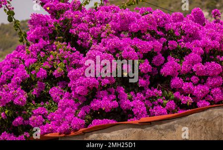 KOMIZA, KROATIEN, EUROPA - Purple Paper Flower Busch, Bougainvillea, in der Küstenstadt Komiza, auf der Insel Vis. Stockfoto