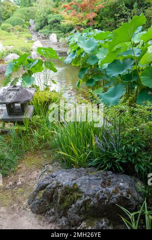 Der Yoko-en-Teich im Taizo-in-Tempel, Myoshin-ji, Kyoto, Japan. Stockfoto