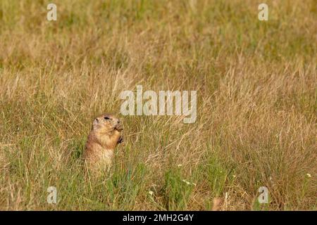 Ein Seitenprofil eines Gopher, der auf Gras knabbert Stockfoto