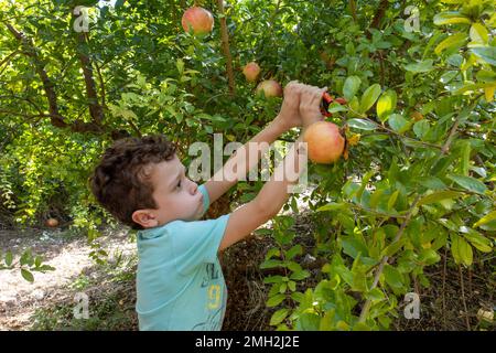 Ein Junge pflückt Granatäpfel vom Baum Stockfoto