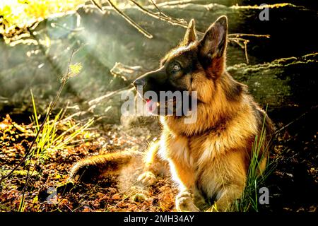 Der Schäferhund ist ein intelligenter, liebevoller Hund mit viel Arbeitsmoral Stockfoto